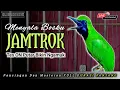 Download Lagu CUCAK IJO GACOR JAMTROK EMOSI, pancingan dan masteran cucak ijo agar rajin bunyi