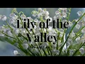 Download Lagu Lily of the Valley: Grow and Care Tips