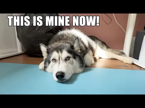 Download MP3 Husky Claims New Room But Runs From Machine!
