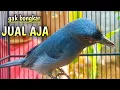 Download Lagu srigunting abu abu gacor TOP pancingan srigunting abu biar bunyi JADIKAN srigunting gacor NGAMUK