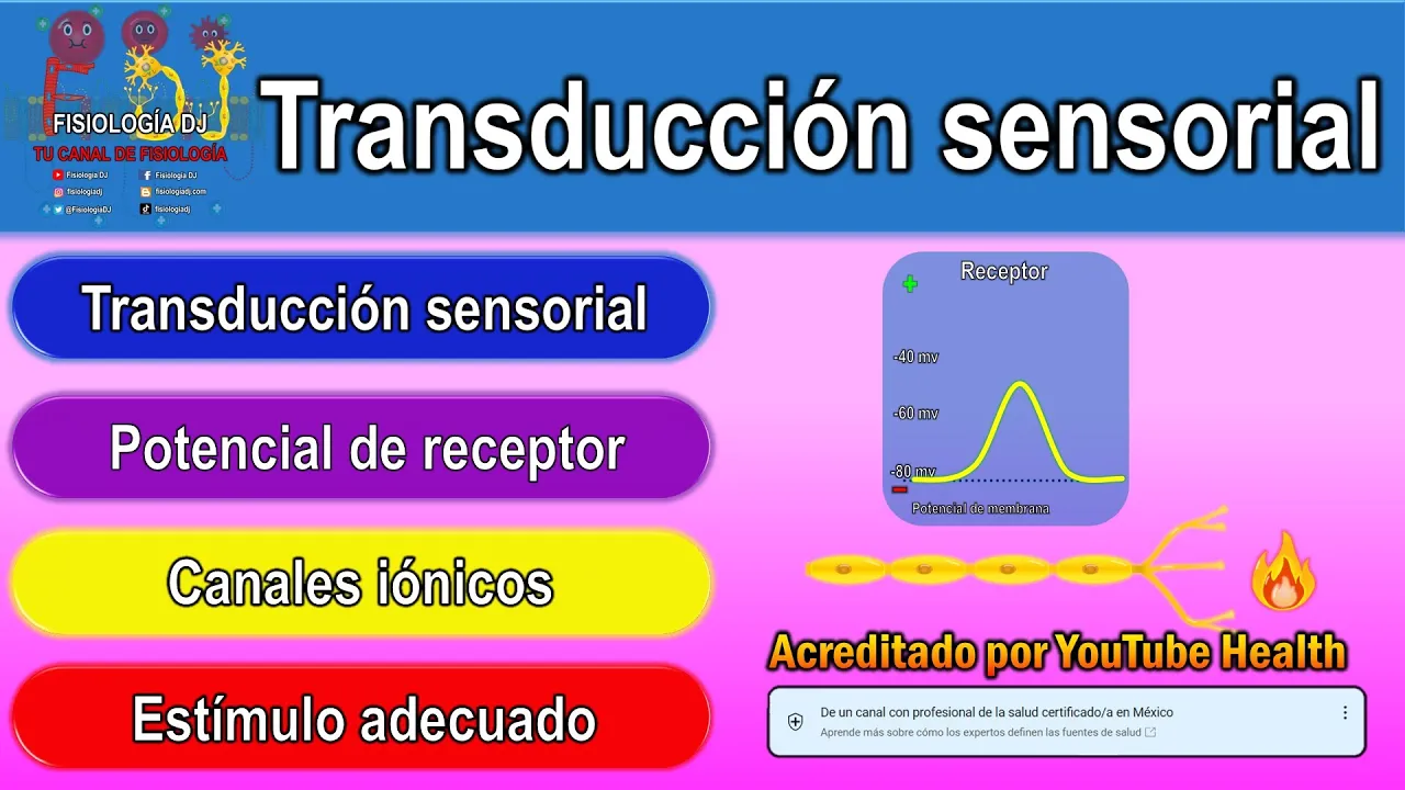 Receptores sensoriales del sistema nervioso | Receptores sensitivos | Transducción sensorial