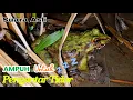 Download Lagu Suara Kodok Sawah malam hari