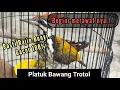 Lagu PERAWATAN PELATUK BAWANG AGAR RAJIN BUNYI ❗ TERBUKTI AMPUH !!! PELATUK BAWANG GACOR