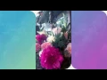 Garden wedding at Timbermine