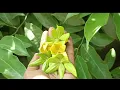 हिरवा चाफा green champa मदनमस्त hirva chafa
