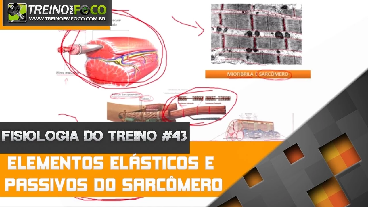 Elementos Elásticos Passivos do Sarcômero - Fisiologia do Treino #43