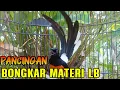 Download Lagu PANCINGAN MURAI BATU GACOR FULL isian, SEKALI DENGAR AMPUH BIKIN MURAI langsung EMOSI NAIK