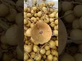 Download Lagu NOT BAD, MAKING MY OWN EDITED FRUIT TREND|LONGAN #fruit #trend #viralvideo #shortsvideo #longan