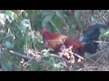 Download Lagu Ayam Hutan Merah Berkokok Nyaring di Alam Bebas (Sulawesi Red Junglefowl)