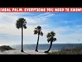 Cabbage Palm Everything you need to know about this AMAZING palm