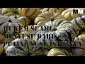 Download Lagu HUKUM SUAMI MENYUSU DARI PUTING SUSU ISTRINYA