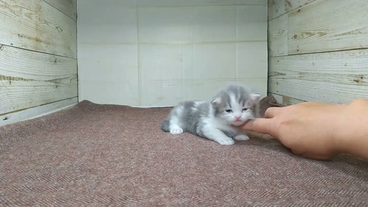 動画