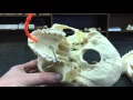 Skull maxilla bone