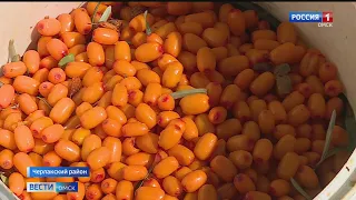 «Вести Омск», итоги дня от 25 августа 2022 года