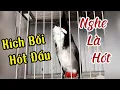 Download Lagu Chào Mào Hót Đấu - Kích Chào Mào Hót Sáng Luyện Giọng Bổi Hót Đấu Căng Lửa - Chào Mào Đấu Giàn MP3