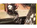 Snake Catcher Interrupts Python Mom With Her Eggs National Geographic