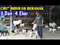 Download Lagu CIRI² INDUKAN BAGUS UNTUK BREEDING BERANAK 3 DAN 4 EKOR