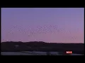 Calming murmurations of starlings time again in the UK a report - 2024
