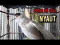 Download Lagu trucukan gacor TARUNG ROPEL PANJANG pancingan trucukan agar bunyi jadikan burung trucuk gacor EMOSI