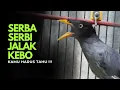 Download Lagu SERBA SERBI BURUNG JALAK KEBO