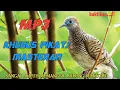 Lagu MP3 SUARA BURUNG PERKUTUT KHUSUS PIKAT /MASTERAN SANGAT AMPUH..!!