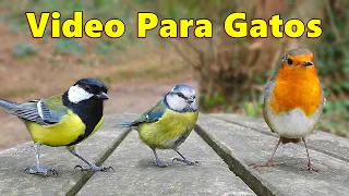 Vídeos para Gatos ~ Pájaros bonitos para que los gatos los observen