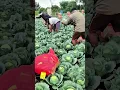 Lagu proses cepat pemanenan sayuran kubis/koll#shorts
