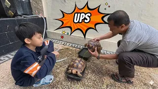 Gavin Beli Rumah Kura Kura Kekecilan