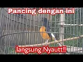 Download Lagu kicauan burung Murai batu Borneo Gacor dor!