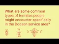What Kinds of Termites Are in The Eastern United States