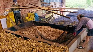 7 Days of Fire!Traditional Wood-Fired Dried Longan Making/連續顧火7天！看完才懂為什麼年輕人不願接手,古法柴燒龍眼乾(桂圓乾)製作/集鮮菓農產