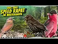 Download Lagu INI DIA MASTERAN NYA || SUARA BURUNG TEMBAKAN RAPAT MASTERAN BURUNG FIGHTER - SPEED RAPAT