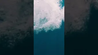 Amazing View as Dolphins Swim around our Sailboat Offshore [#Short]
