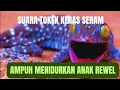 Download Lagu tokek suara tokek yg keras seram suara tokek lucu untuk anak-anak gecko sound noise for relaxing MP3