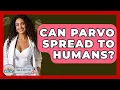 Can Parvo Spread To Humans - Ask A Pet Vet