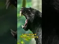 Download Lagu Fakta Menarik ❗ Macan Kumbang | Black Panter