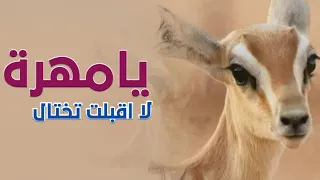 افخم شيلة يا مهرة لا اقبلت تختال  اداء وجدي ال الشيخ دندنها