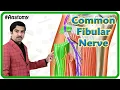 Common fibular peroneal nerve Animation Course Branches Motor and sensory innervation USMLE