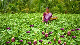 Brinjal Karuvattu Kulambu | Village Style Fresh Brinjal Dry Fish Curry Cooking in Village