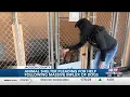 Jackson County Animal Shelter urgently pleading for help with adoptions following massive influx