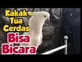 Download Lagu Kakak tua jambul kuning pandai bicara
