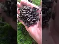 Download Lagu I have never seen this insect before #insects #centipede #millipede #shortvideo #trending