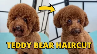 Download Teddy Bear Haircut | Toy Poodle MP3