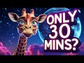 Why Do Giraffes Sleep Only 30 Minutes a Day The Truth Will Blow Your Mind