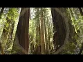 Kitchen Dwellers - 'Their Names Are the Trees" (Official Video)