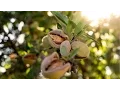 UC Davis Works with Growers to Keep Almonds Thriving