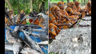 Grand Village Feast – Pomfret Fish Curry & Ladies Cut 60 KG Giant Swordfish!