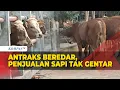 Download Lagu Antraks Merebak, Jual-Beli Sapi di Gunungkidul Tetap Menggeliat