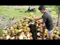 Download Lagu Kelapa mengandung apa sih ? Apakah baik untuk tubuh?