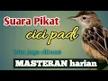 Download Lagu suara pikat cici padi dan masteran harian